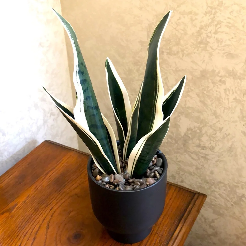 Faux snake plant in a ceramic pot. Pretty rocks with a sealed coating.